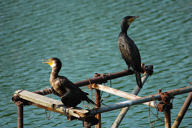 harajuku tokyo photowalk cormorants